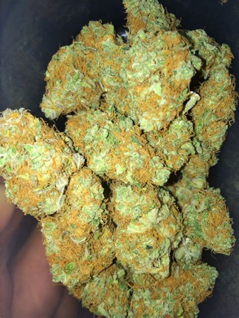 gucci x versace strain